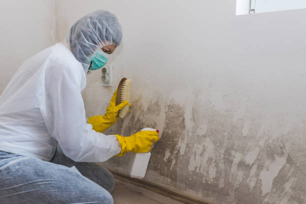 Best Kitchen Mold Remediation in Minnehaha, WA