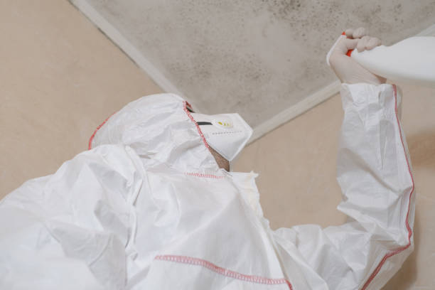 Best DIY Mold Remediation Support Services in Minnehaha, WA