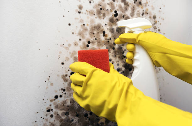 Best Industrial Mold Remediation in Minnehaha, WA